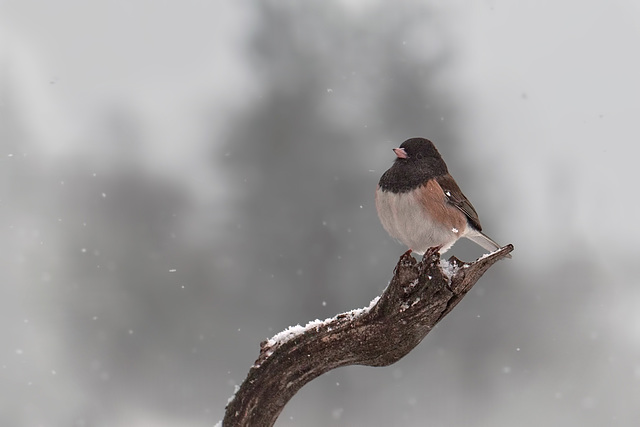 340/365: "Hold fast to dreams, For when dreams go, Life is a barren field, Frozen with snow." ~ Langston Hughes