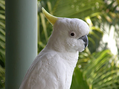 Sulphur-crested Cockatoo, Hamilton Island, Whitsundays, Australia
