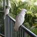 Hamilton Island Cockatoos, Whitsundays, Queensland, Australia