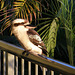 Kookaburra, Hamilton Island, Whitsundays, Queensland, Australia
