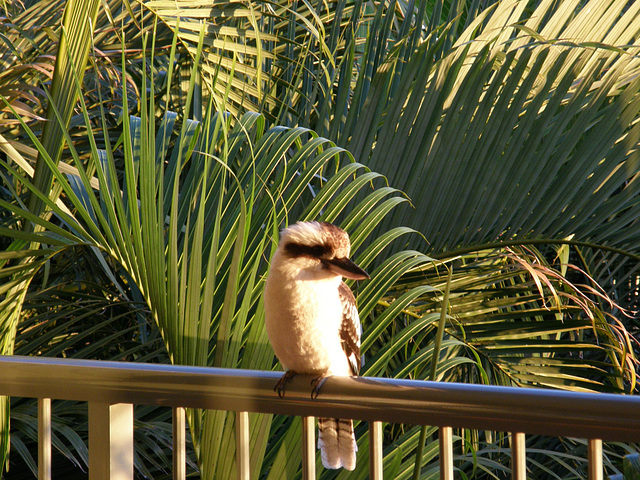 Kookaburra, Hamilton Island, Whitsundays, Queensland, Australia