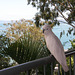 Cockatoo, Hamilton Island, Whitsundays, Queensland, Australia