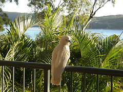 Cockatoo, Hamilton Island, Whitsundays, Queensland, Australia