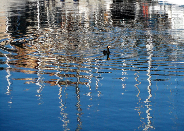 un cormorano al porto di Savona