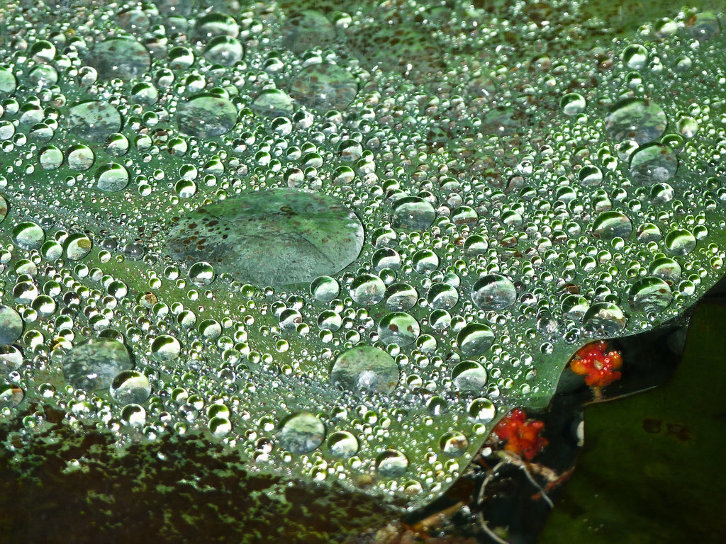Water droplets on a Lily pad l res