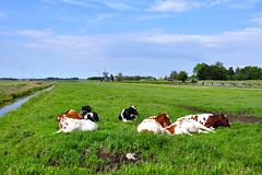 Cows enjoying their Sunday afternoon