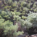 Acacia iteaphylla, Gawler Ranges