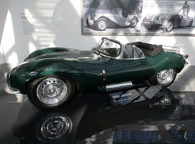 Jaguar - Petersens Museum (3744)