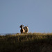 Theodore Roosevelt Natl Park, ND bighorn sheep (0452)
