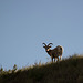 Theodore Roosevelt Natl Park, ND bighorn sheep (0451)