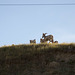 Theodore Roosevelt Natl Park, ND bighorn sheep (0449)
