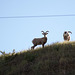 Theodore Roosevelt Natl Park, ND bighorn sheep (0448)