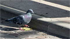 Pigeon Urbain 1 !