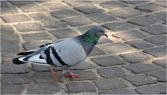 Pigeon Urbain 2 !