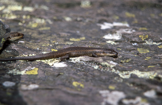Another small Skink