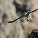 Cernicalo vulgar (falco tinnunculus canariensis)(♂)