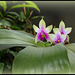Phalaenopsis bellina (4)