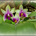 Phalaenopsis bellina (5)