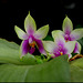 Phalaenopsis bellina
