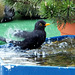 Blackbird bathing...  :-)) ©UdoSm
