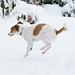 Jack Russell Terrier Clifford DSC03364