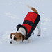 Der erste Winter für Jack Russell Terrier Clifford