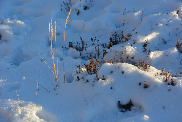 plantes sèches dans la neige, Gréolières