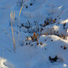 plantes sèches dans la neige, Gréolières