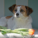 Jack Russell Terrier Clifford DSC00080-1
