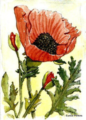 Poppy painting