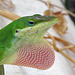 Anole with Stretched Dewlap