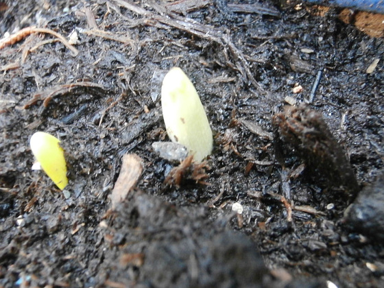 Tulips coming up