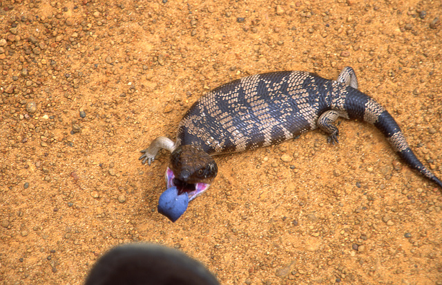 Another Blue-tongued Skink