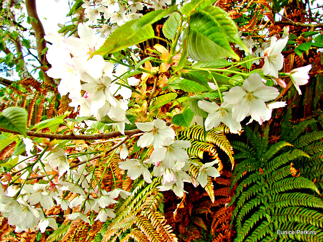 Blossom and ferns