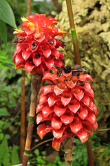 Rose de Malaisie ou reine de Malaisie = Tapeinocheilus ananassae (Indonésie), Parc de la Tête d'Or, Lyon, Rhône