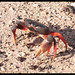 Traverse de crabe / Cruce de cangrejo / Crab crossing.
