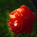 Rosa roja iluminada