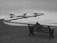 Geese by Ullswater