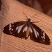 Milkweed butterfly