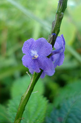 blue flower, Mỹ Sơn