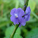 blue flower, Mỹ Sơn