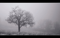 Snowy Oak in the Icy Mist (one inset image!)