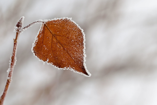 346/365: "All my life through, the new sights of Nature made me rejoice like a child." ~ Marie Curie