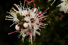 Kunzea Flower