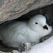 Nesting Snow Petrel