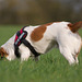Jack Russell Terrier Clifford DSC00391-1