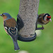 Chaffinch and Goldfinch