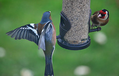 Chaffinch and Goldfinch