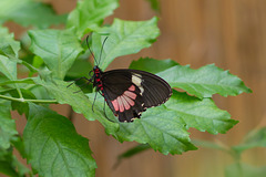 Schmetterlinge DSC00696
