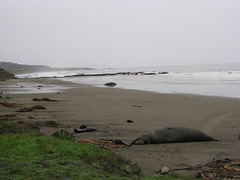 CA-1 Piedras Blancas Elephant Seals 3670a